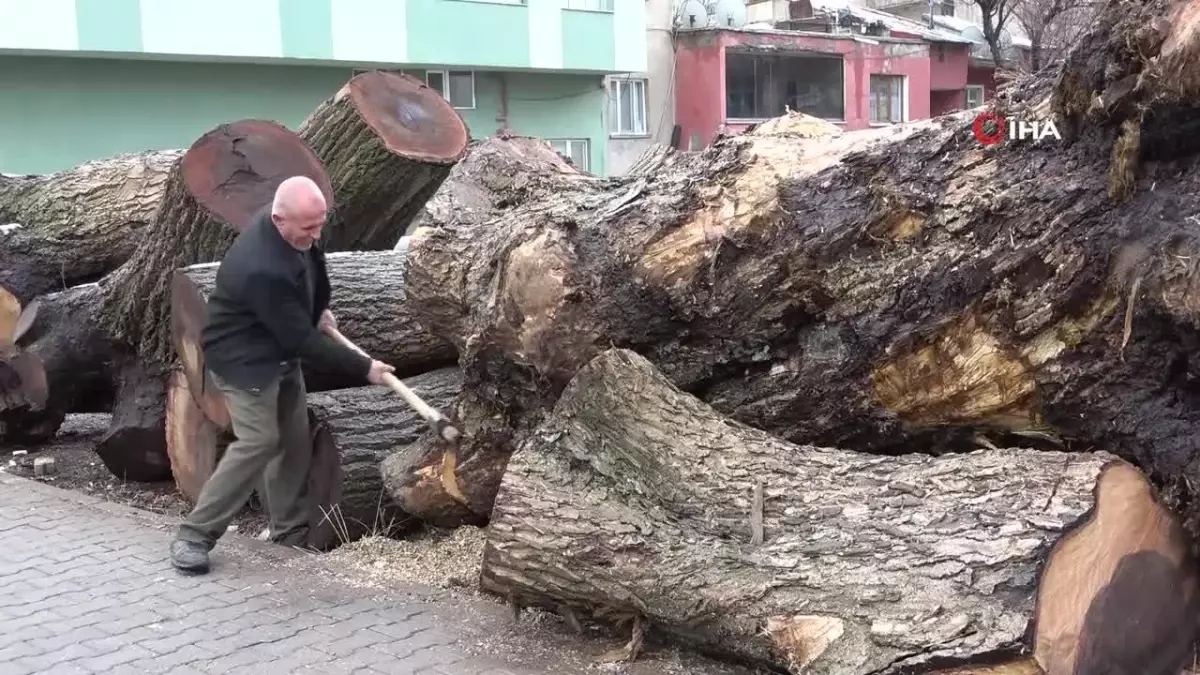 Ceviz Ağaçlarından Sanat Eserleri